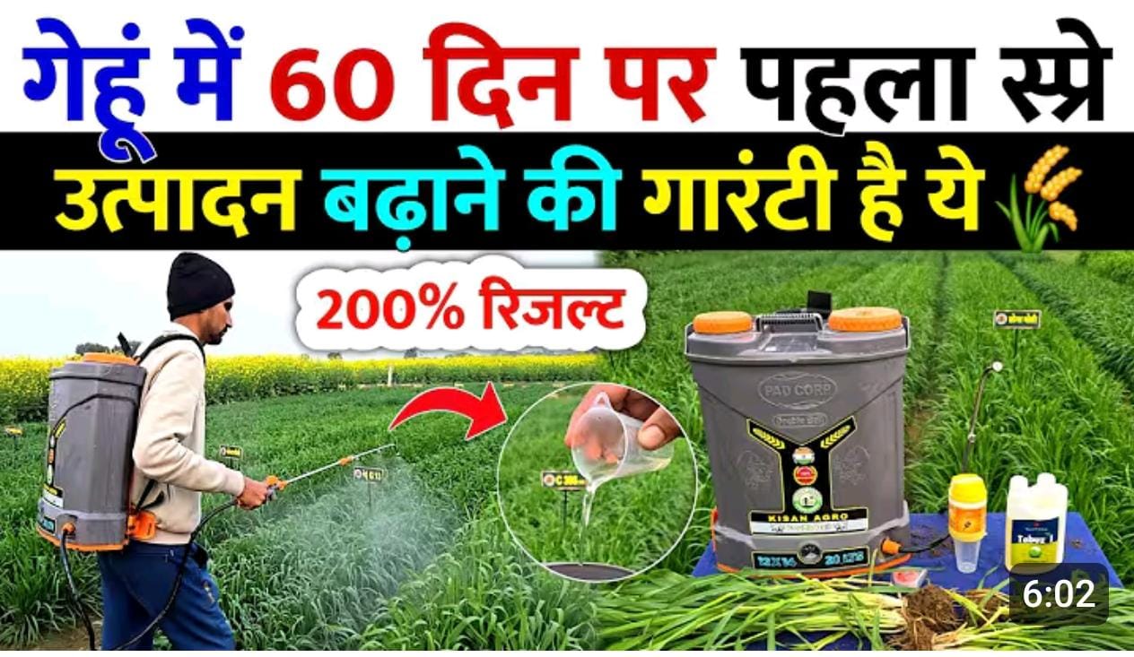 गेहूं मे 60 दिन